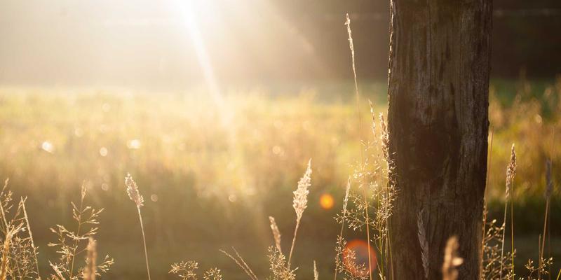 SD-WAN与SSE融合：SASE架构如何重塑互联网营销与在线交易的基础设施