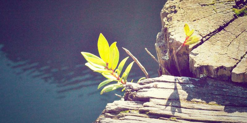 数据中心网络架构演进：叶脊拓扑如何赋能在线交易与网络安全